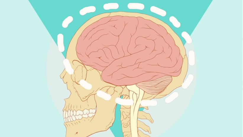 20150311170104-brain-skull-human-medical