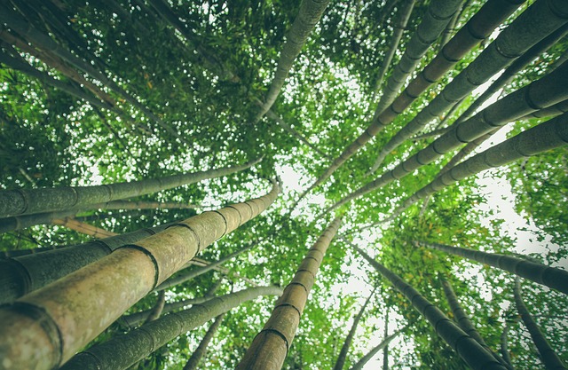 10 Life and Success Lessons Anyone Can Learn from a Bamboo Tree-Noble Thoughts